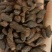 香附，产地河南，无杂新货，无霉变，足斤足量，支持在线下单
