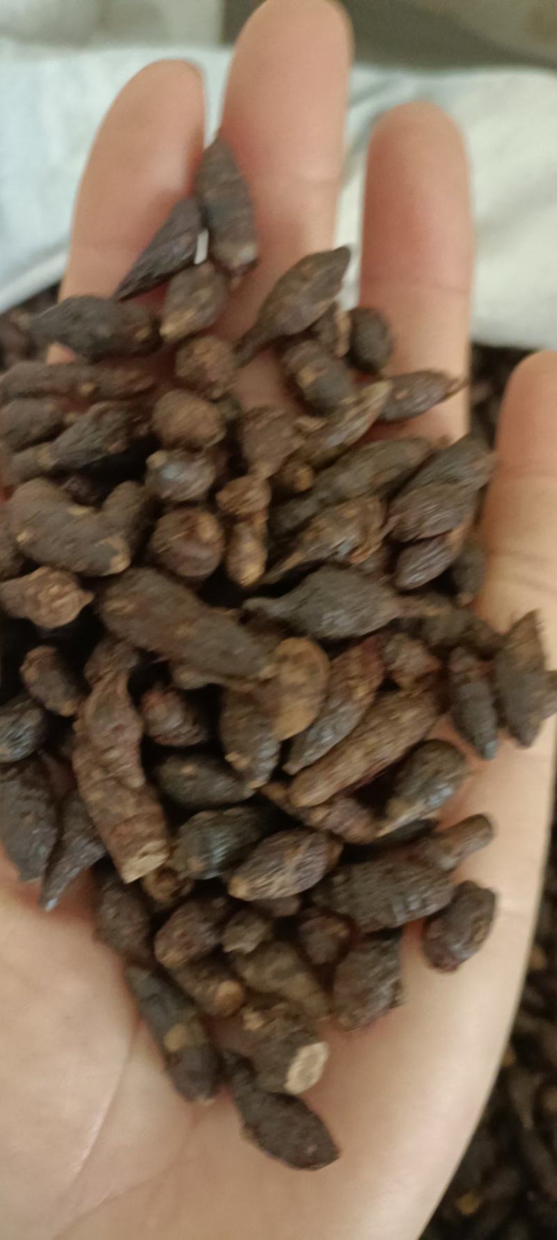 香附，产地河南，无杂新货，无霉变，足斤足量，支持在线下单
