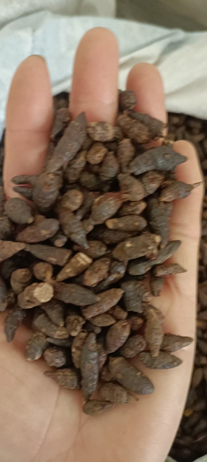 香附，产地河南，无杂新货，无霉变，足斤足量，支持在线下单