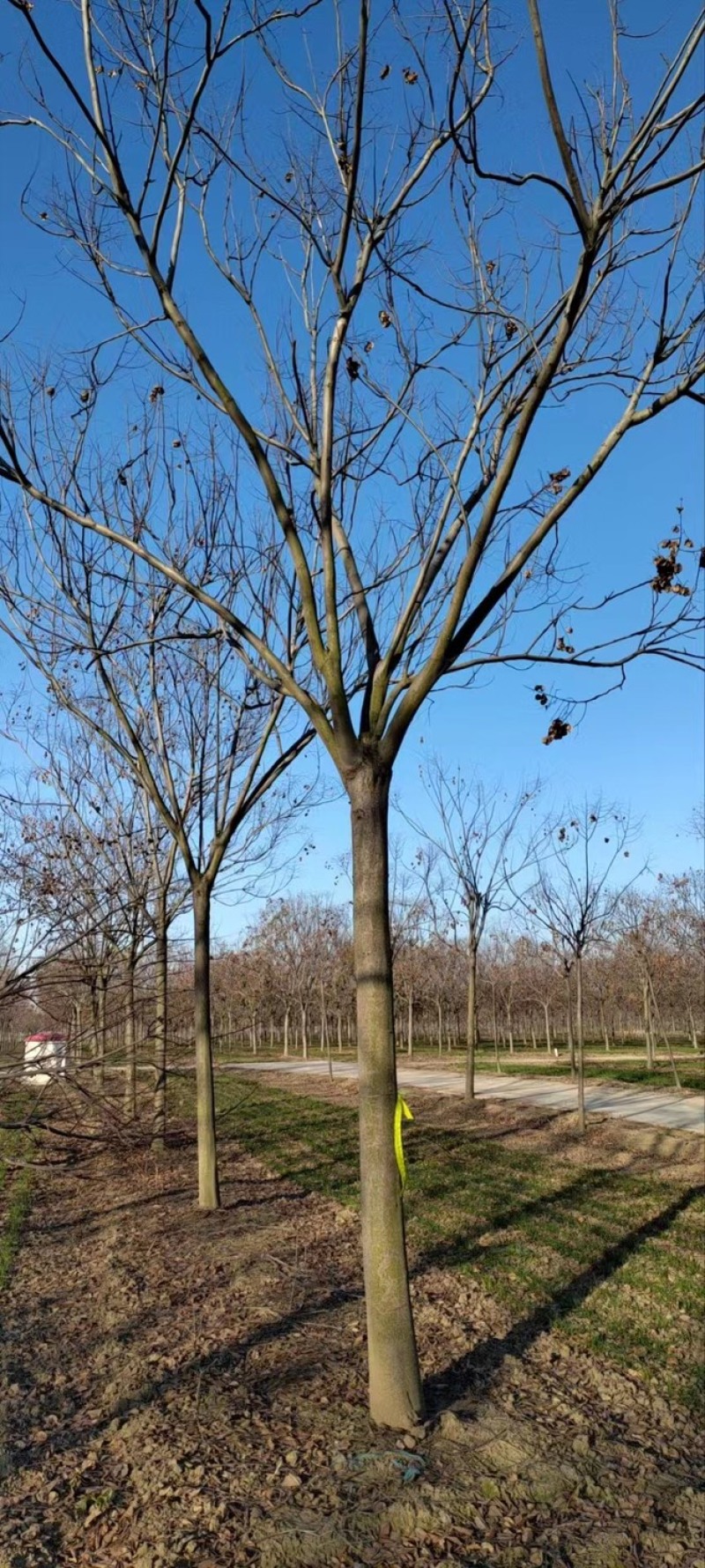 栾树基地现货供应，质优价廉，潢川黄山栾树苗圃直发