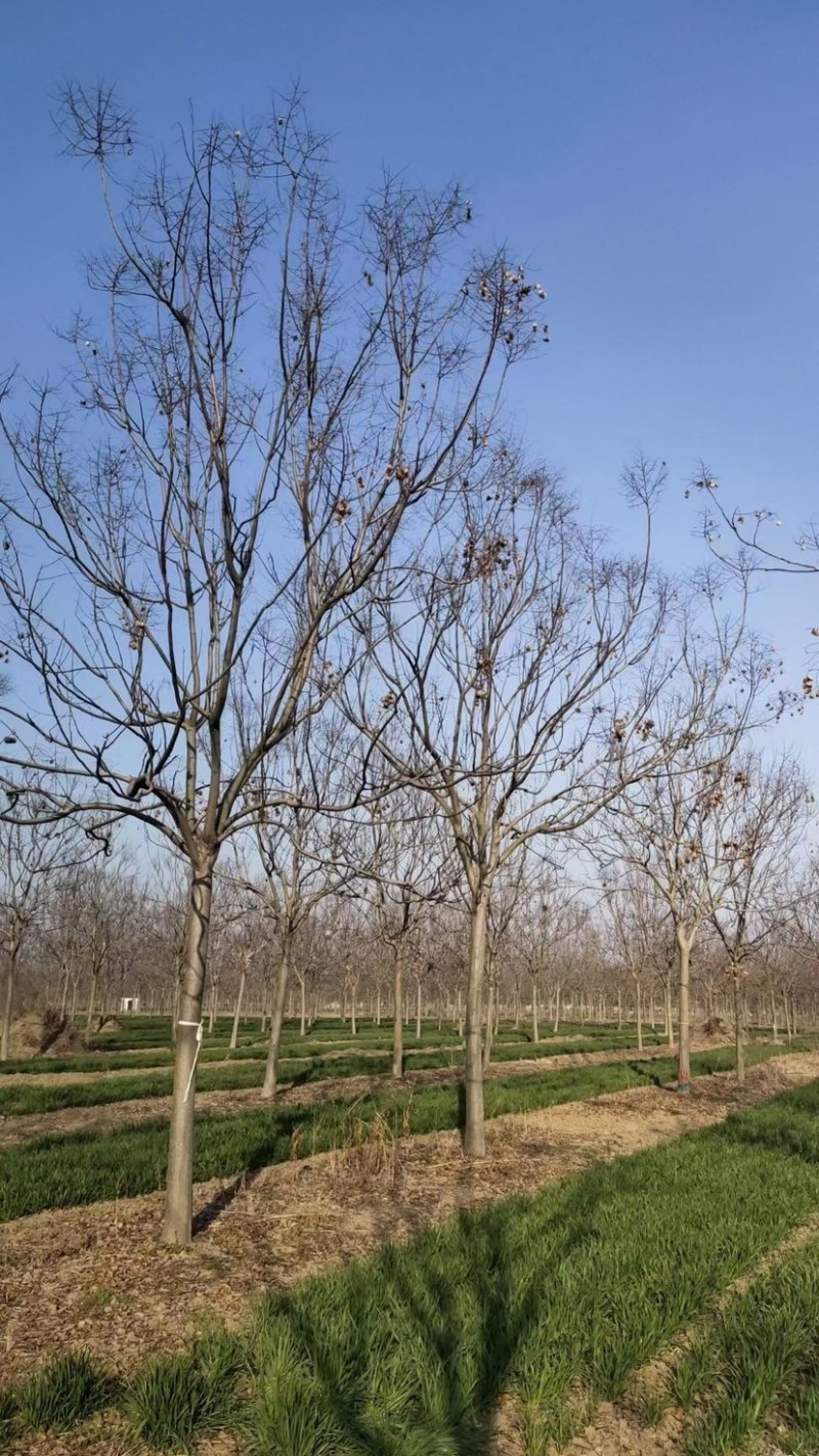 栾树基地现货供应，质优价廉，潢川黄山栾树苗圃直发