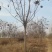 栾树基地现货供应，质优价廉，潢川黄山栾树苗圃直发