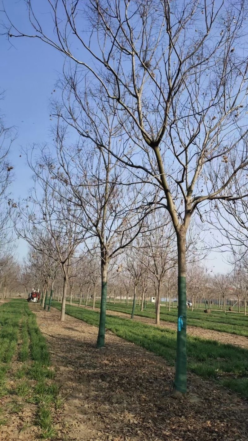 栾树基地现货供应，质优价廉，潢川黄山栾树苗圃直发