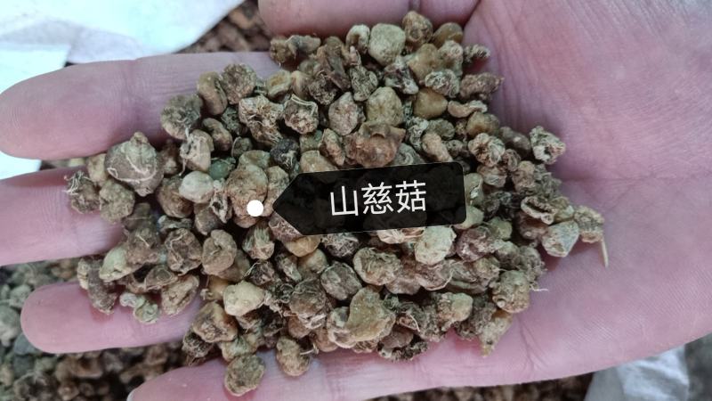 山慈菇毛慈姑光慈姑冰球子批发零售各种规格中药材