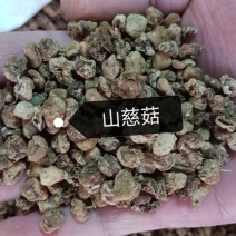 山慈菇毛慈姑光慈姑冰球子批发零售各种规格中药材