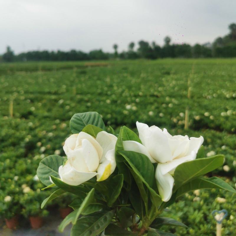 栀子花基地直销
