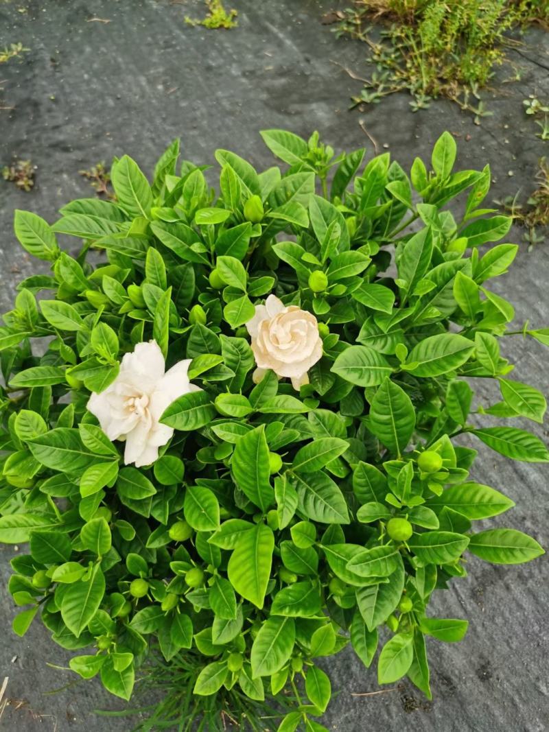 栀子花基地直销