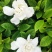 栀子花基地直销