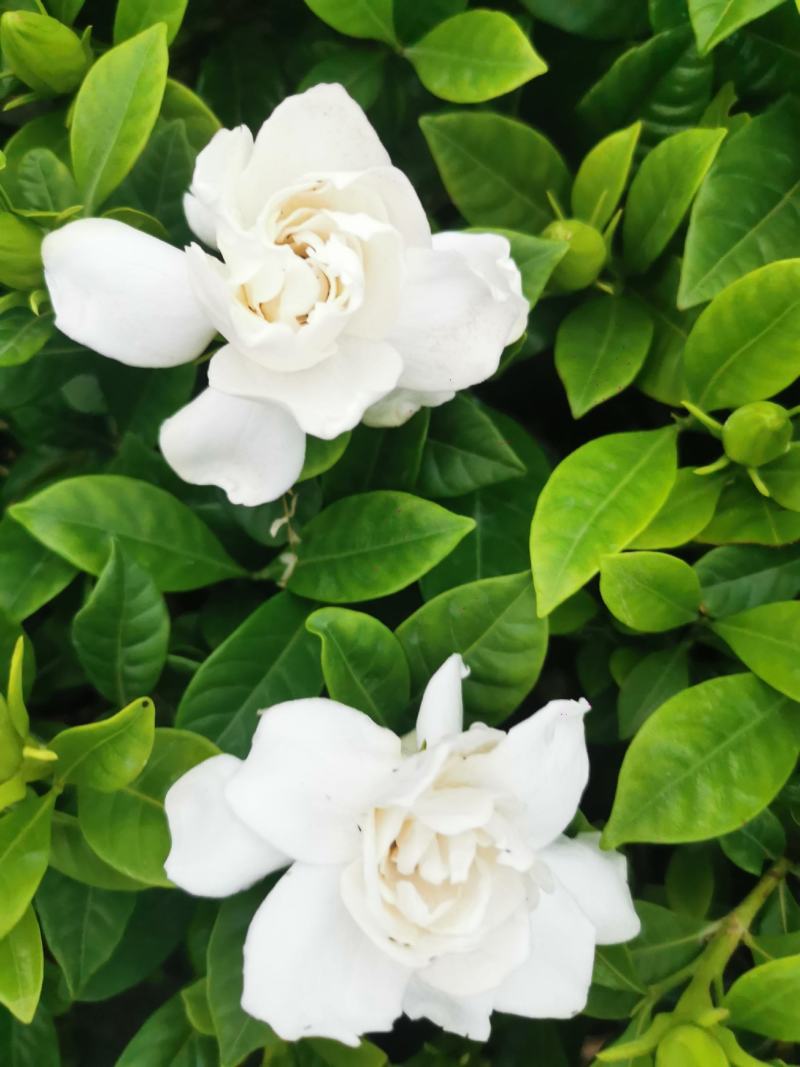 栀子花基地直销