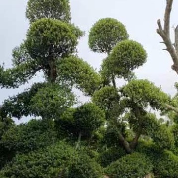 小叶女贞造型树