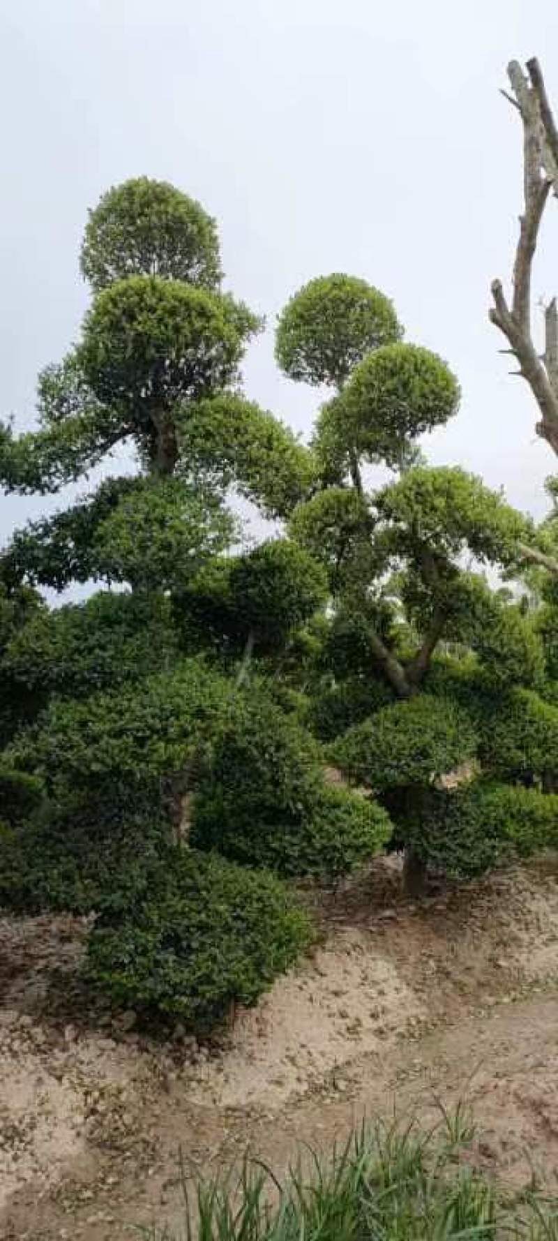 小叶女贞造型树