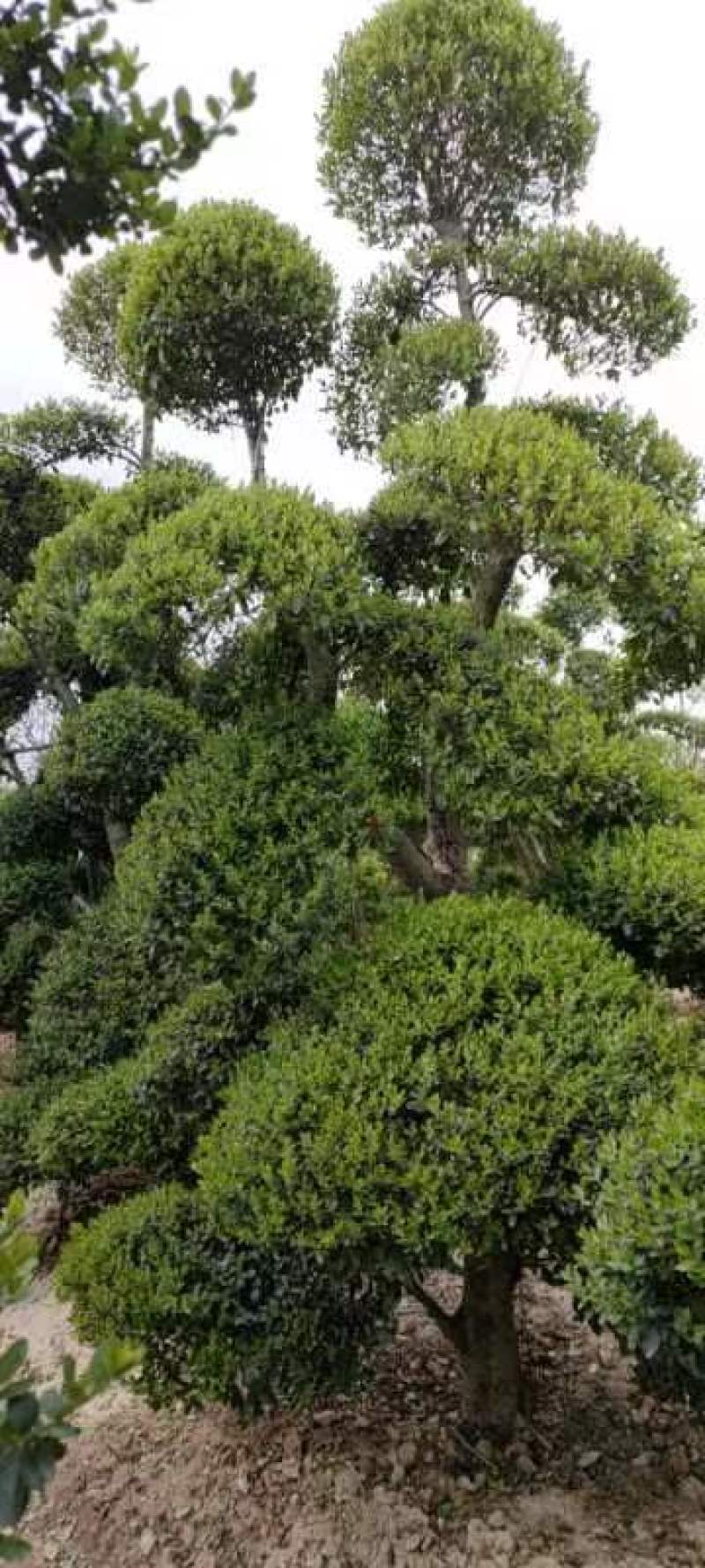 小叶女贞造型树