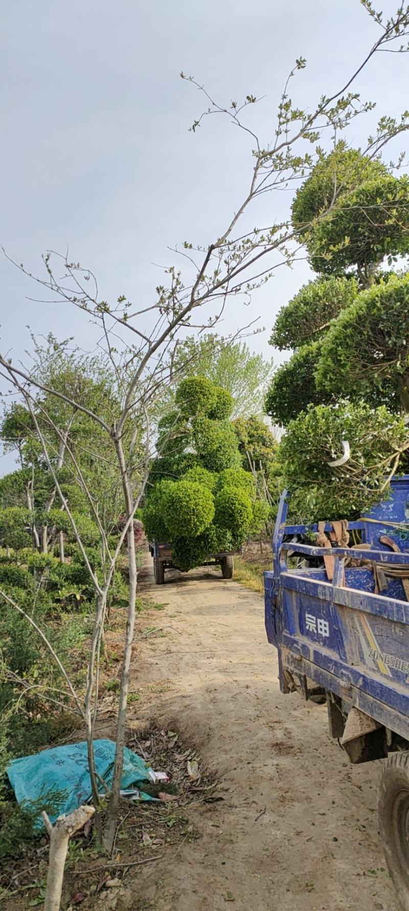 小叶女贞造型树