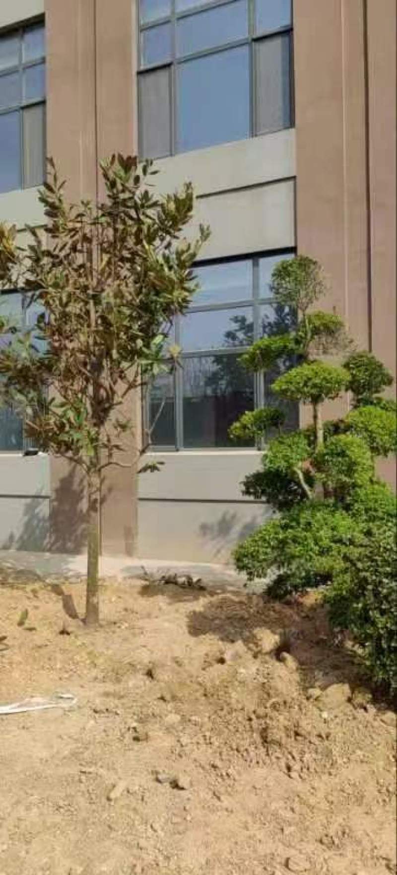 小叶女贞造型树