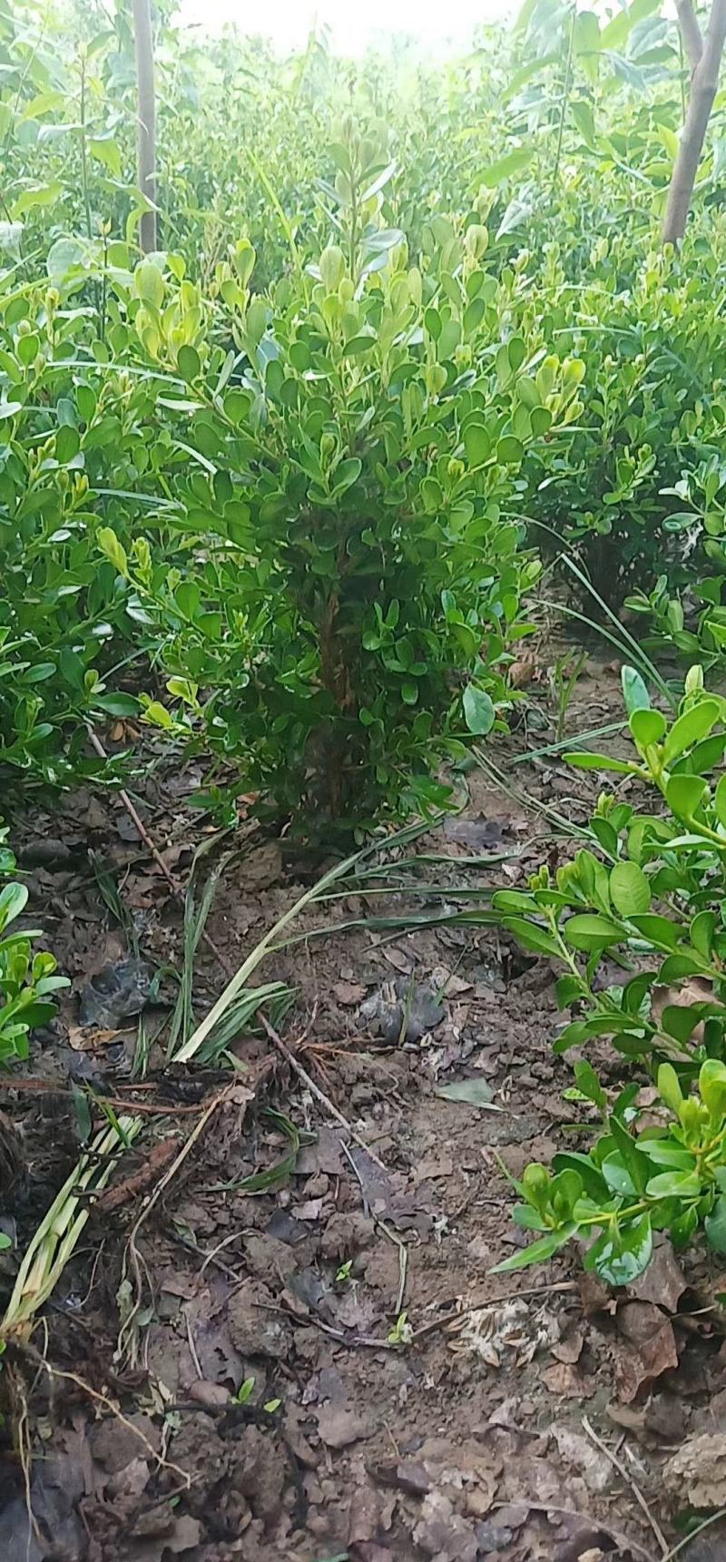 豆瓣黄杨小叶黄杨豆瓣黄杨价格豆瓣黄杨产地豆瓣黄杨毛球