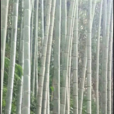 广西大山南竹批发，大车优先，欢迎各地老板订购