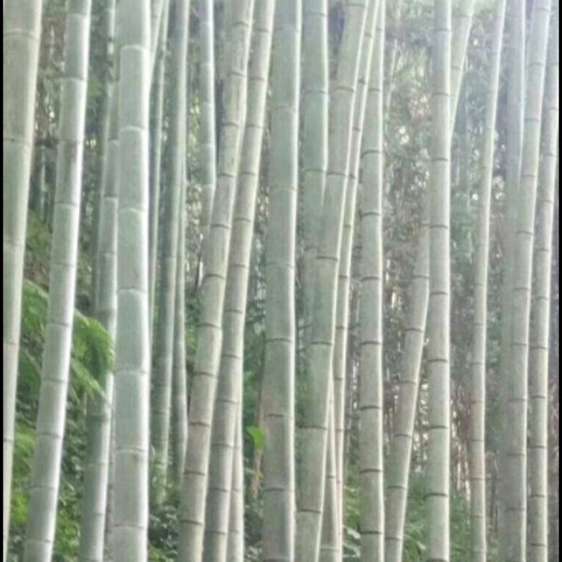 广西大山南竹批发，大车优先，欢迎各地老板订购
