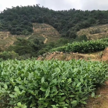 福建铁观音茶
