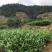福建铁观音茶