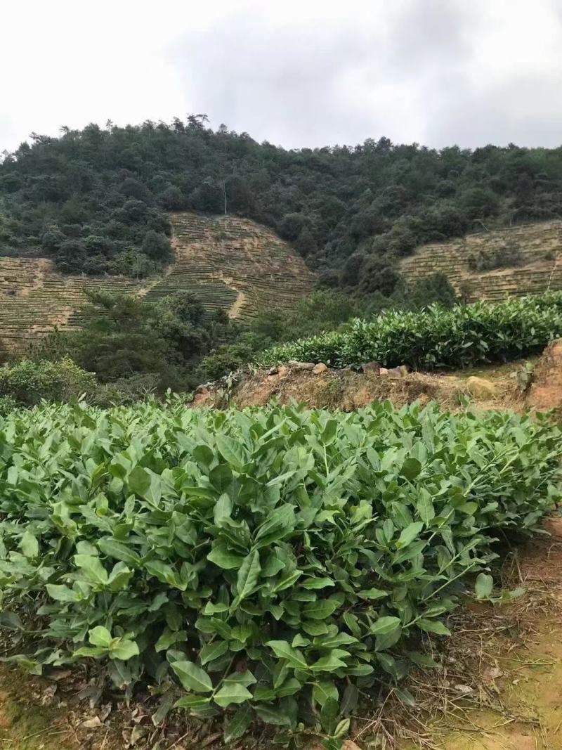 福建铁观音茶