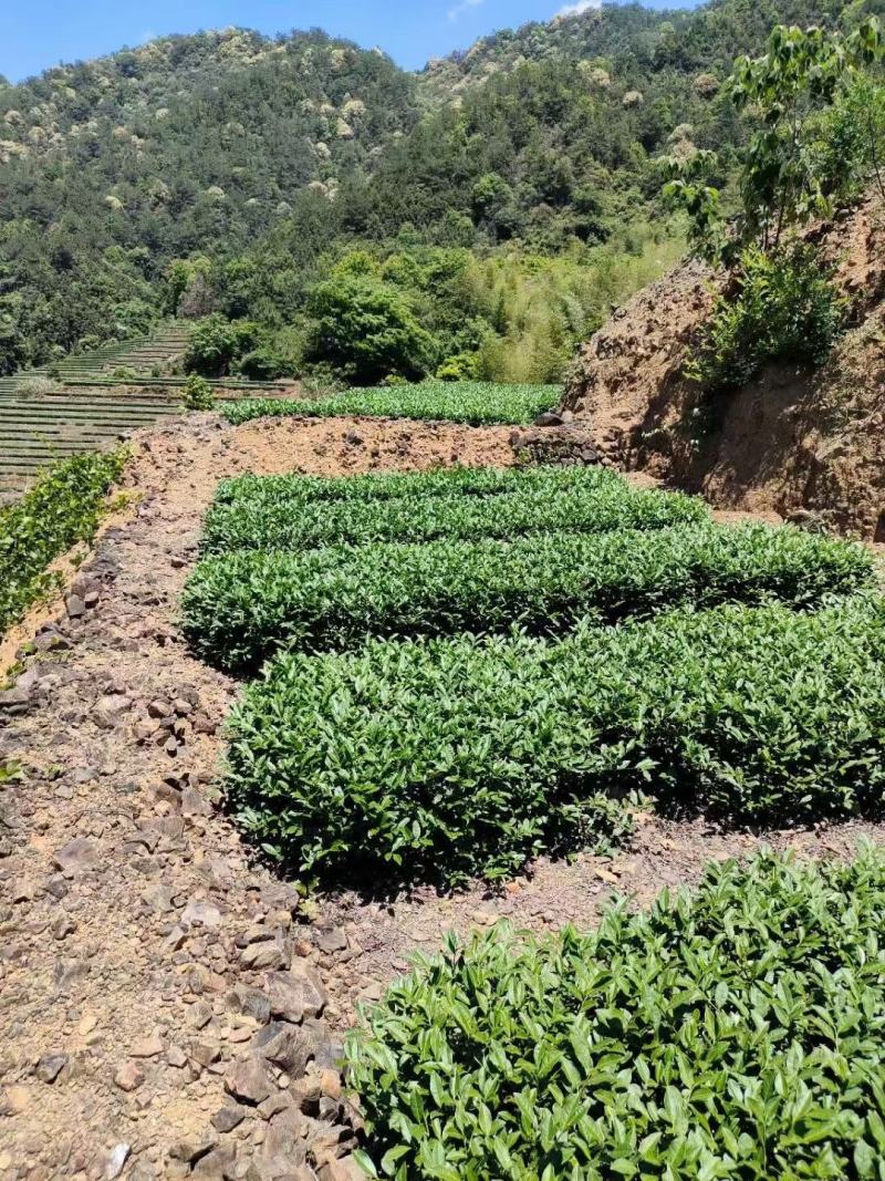 福建铁观音茶