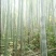 广西大山南竹批发，大车优先，欢迎各地老板订购