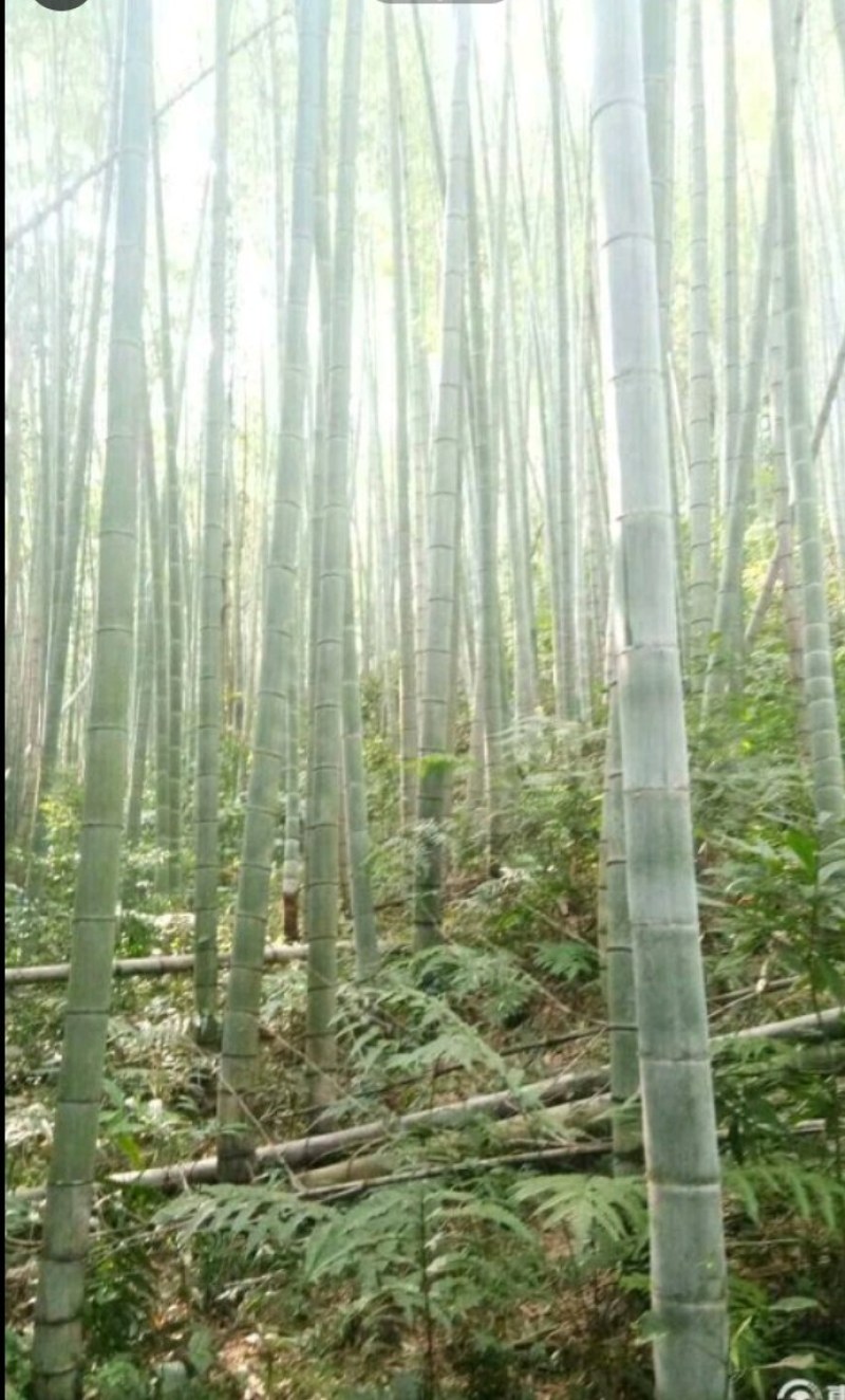 广西大山南竹批发，大车优先，欢迎各地老板订购