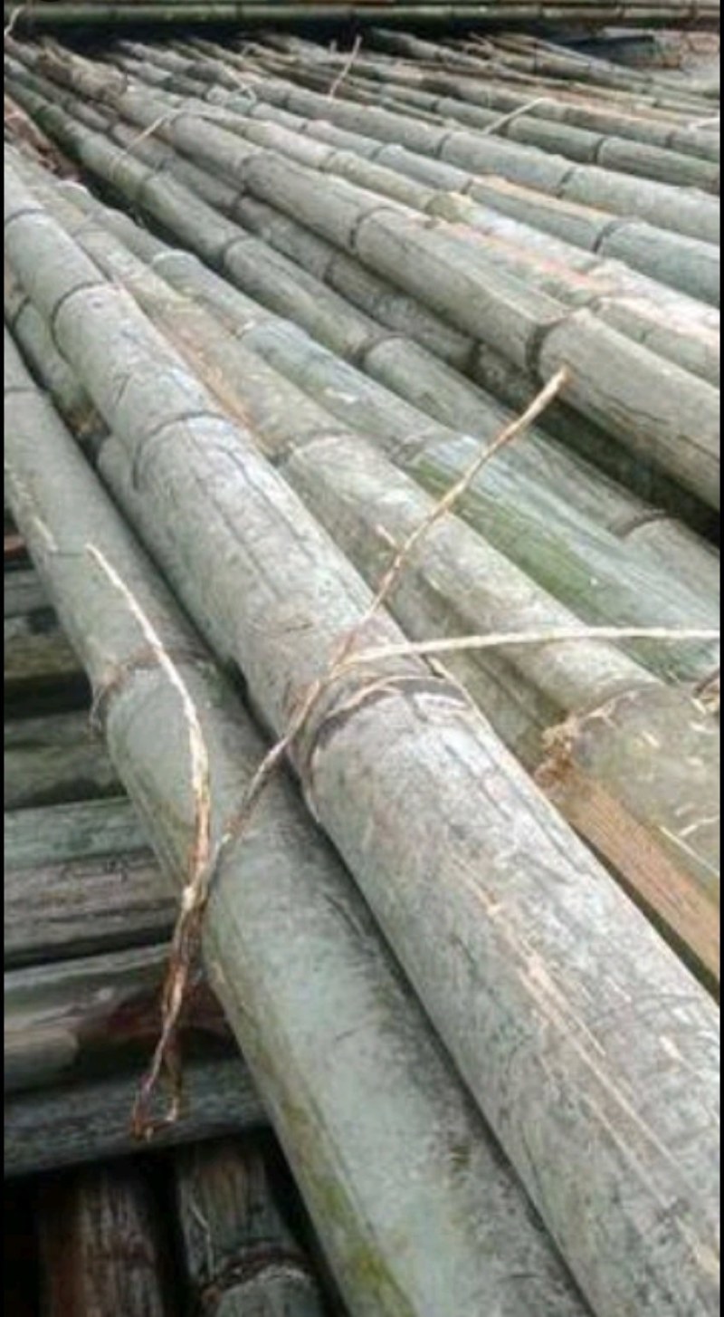 广西大山南竹批发，大车优先，欢迎各地老板订购