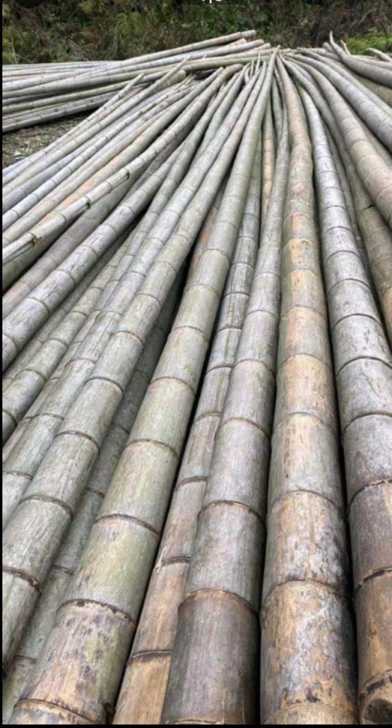广西大山南竹批发，大车优先，欢迎各地老板订购