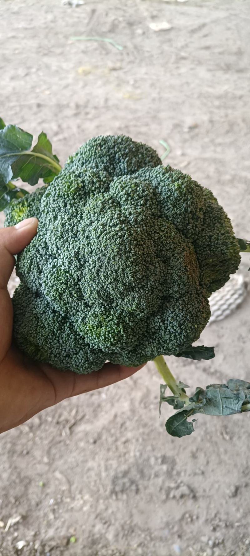 精品西蓝花大量上市，代发全国，欢迎全国客商前来采购