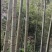 广西深山老竹，毛竹竹竿2.5米——15米1.8元1棵