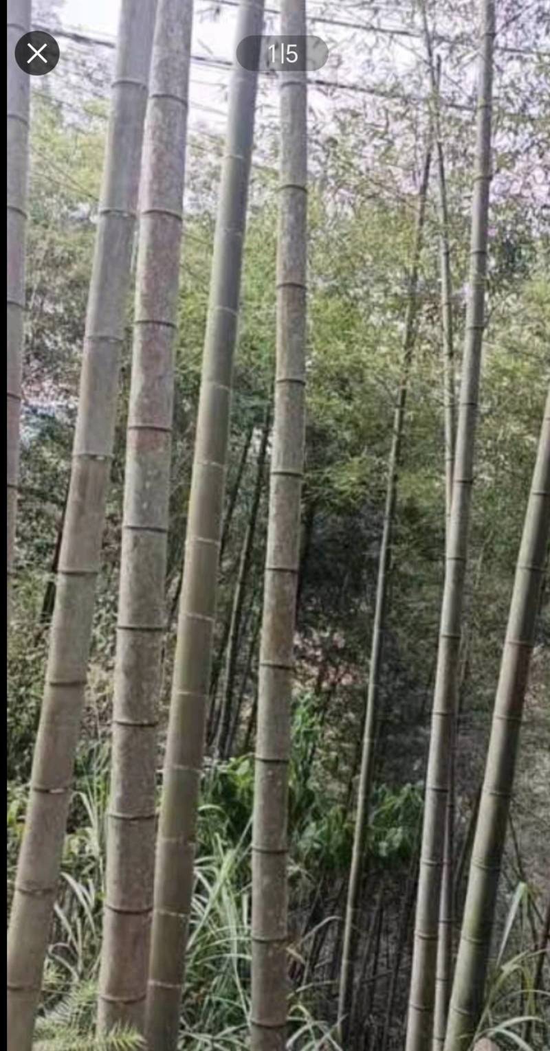 广西深山老竹，毛竹竹竿2.5米——15米1.8元1棵