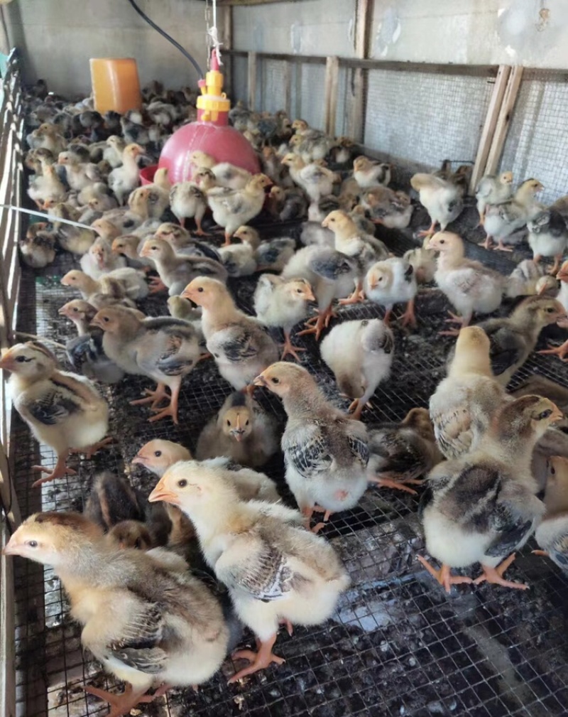 鸡苗，脱温快大肉鸡k9，901，疫苗齐全，包邮到家