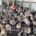 鸡苗，脱温快大肉鸡k9，901，疫苗齐全，包邮到家