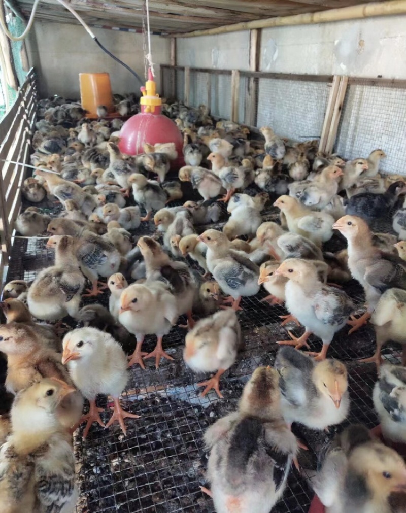 鸡苗，脱温快大肉鸡k9，901，疫苗齐全，包邮到家