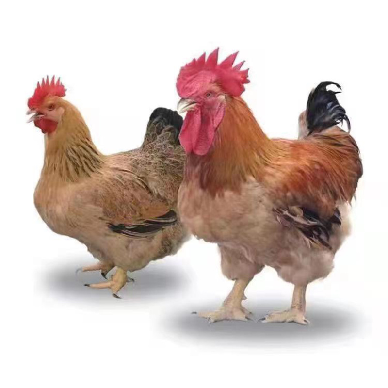 鸡苗，脱温快大肉鸡k9，901，疫苗齐全，包邮到家
