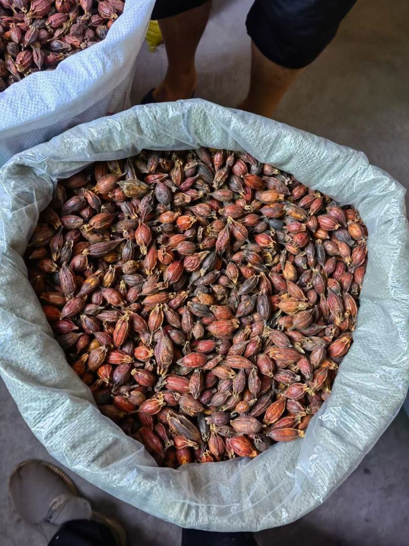江西本地野生栀子黄栀子栀花茶泡茶红栀子粉中药材一件代发