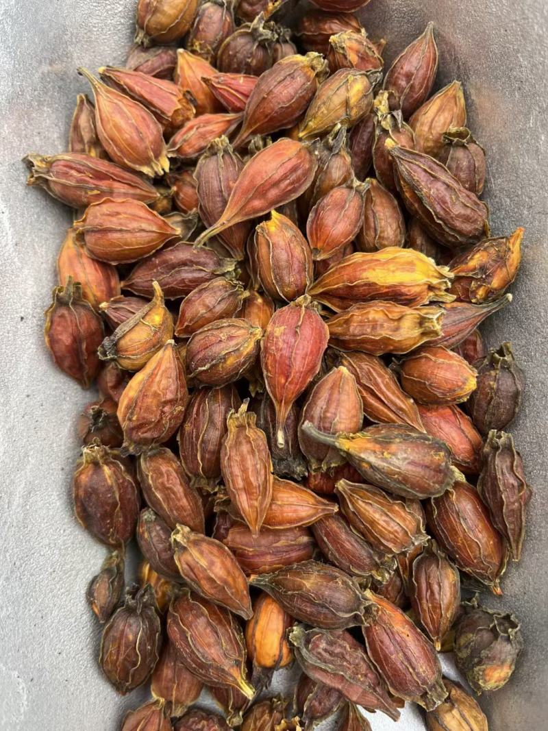 江西本地野生栀子黄栀子栀花茶泡茶红栀子粉中药材一件代发