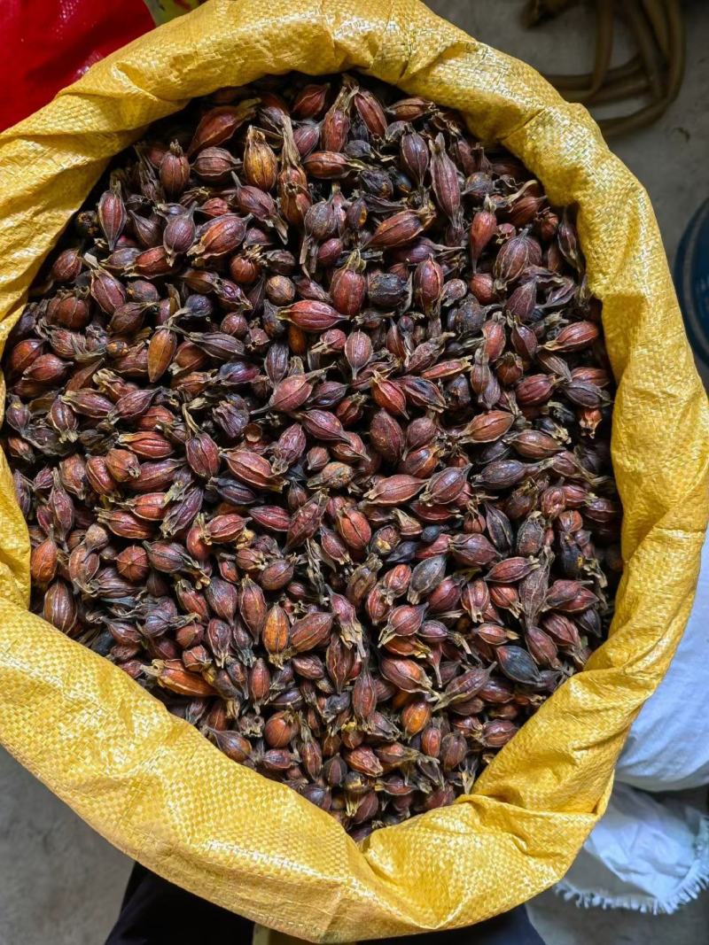 江西本地野生栀子黄栀子栀花茶泡茶红栀子粉中药材一件代发