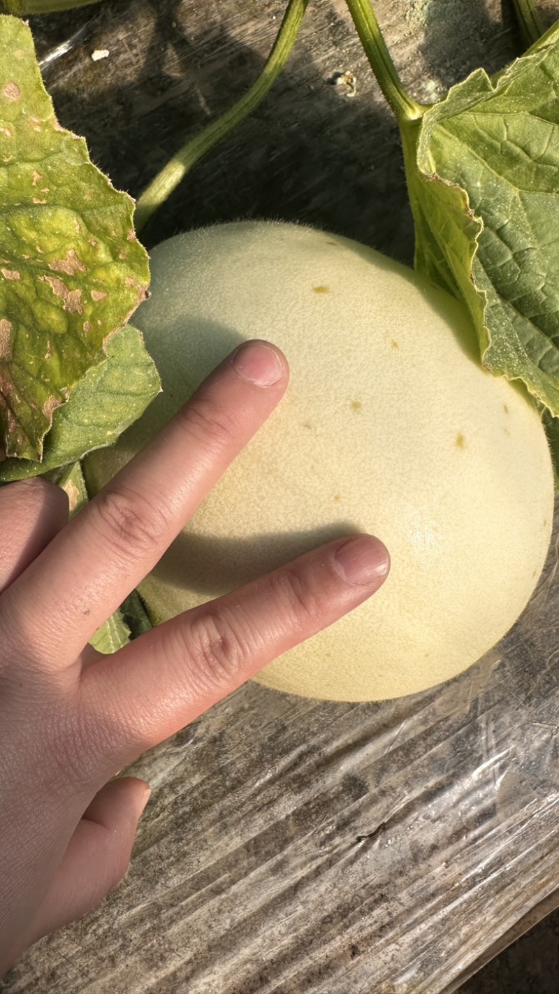 南汇本地玉菇
