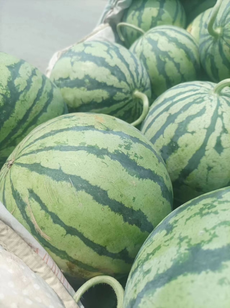 美都西瓜麒麟西瓜现摘现发对接，电商，市场商超品