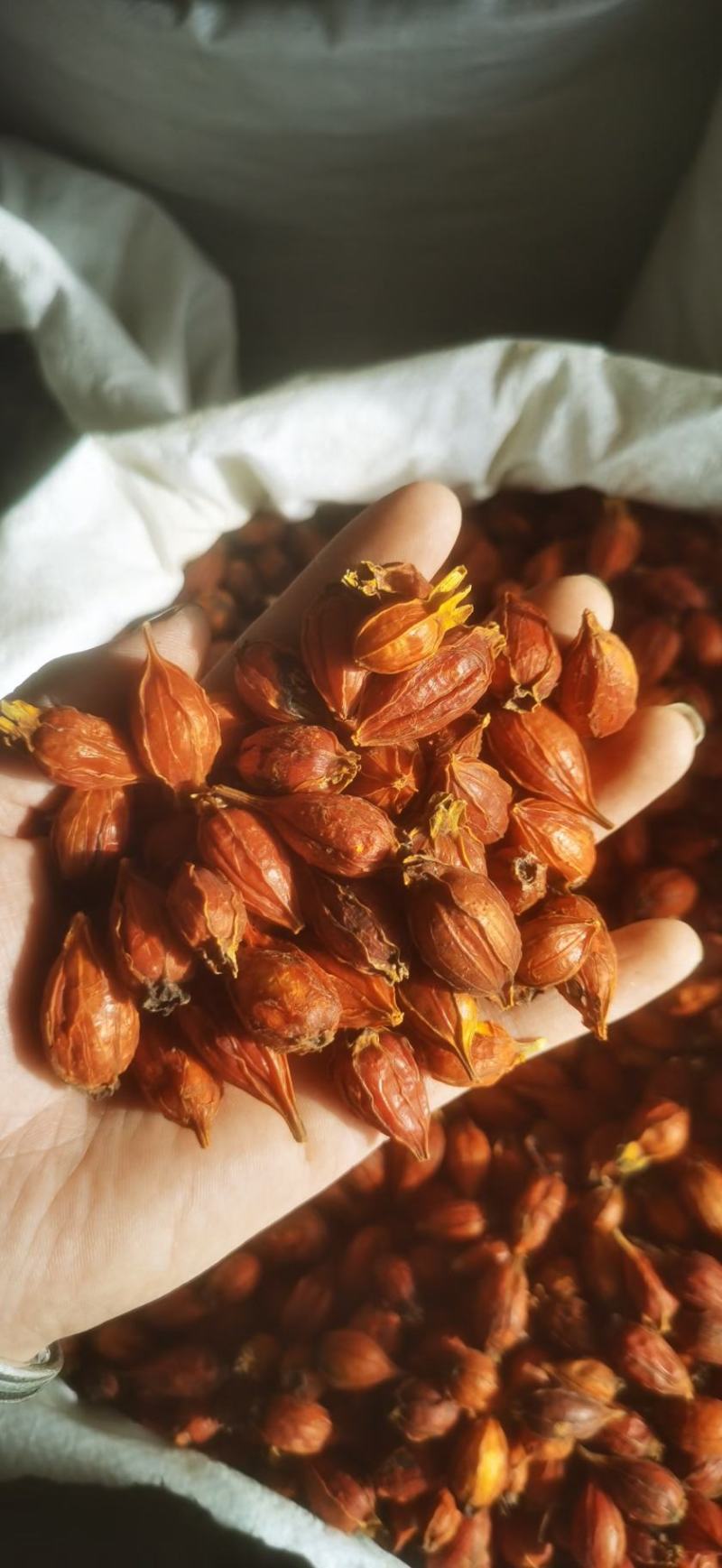 江西本地野生栀子黄栀子栀花茶泡茶红栀子粉中药材一件代发