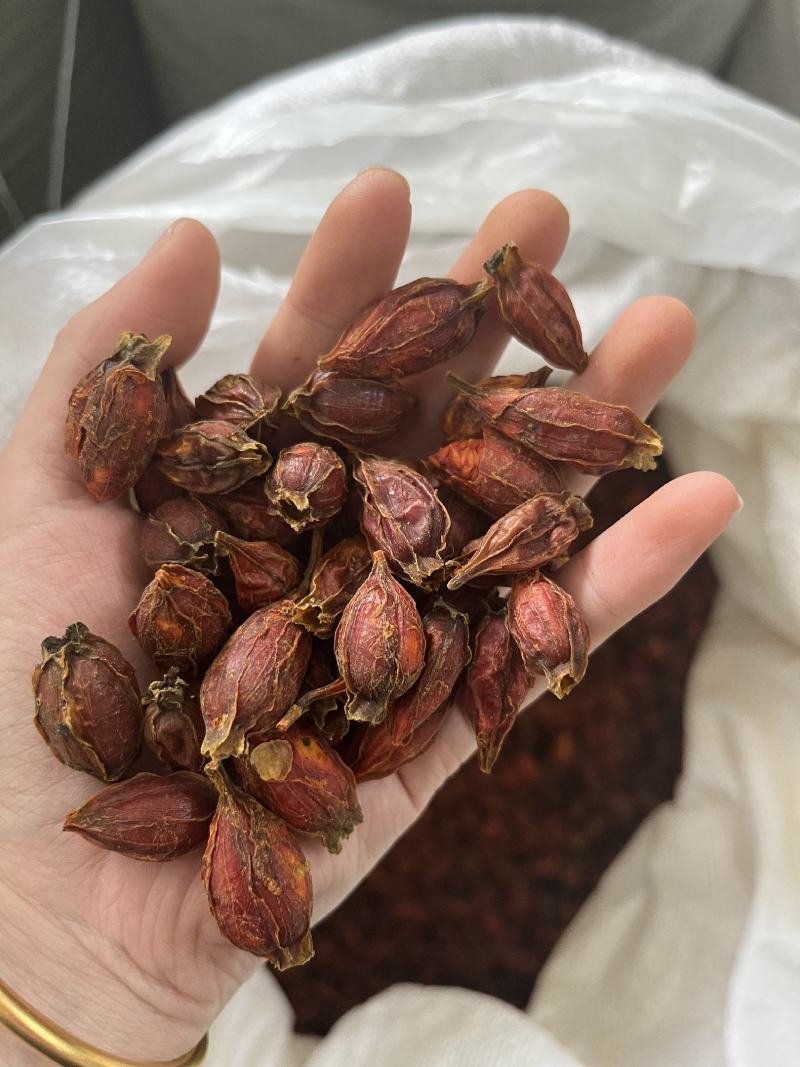 江西本地野生栀子黄栀子栀花茶泡茶红栀子粉中药材一件代发