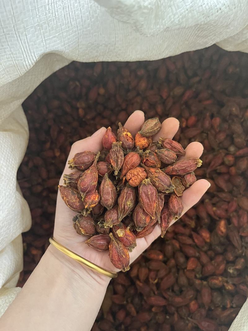 江西本地野生栀子黄栀子栀花茶泡茶红栀子粉中药材一件代发