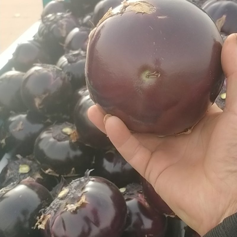 精品【茄子】紫光圆茄大量上市货源充足欢迎联系