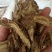 独活，过筛无硫，选货，量大从优，全国发货，欢迎选购