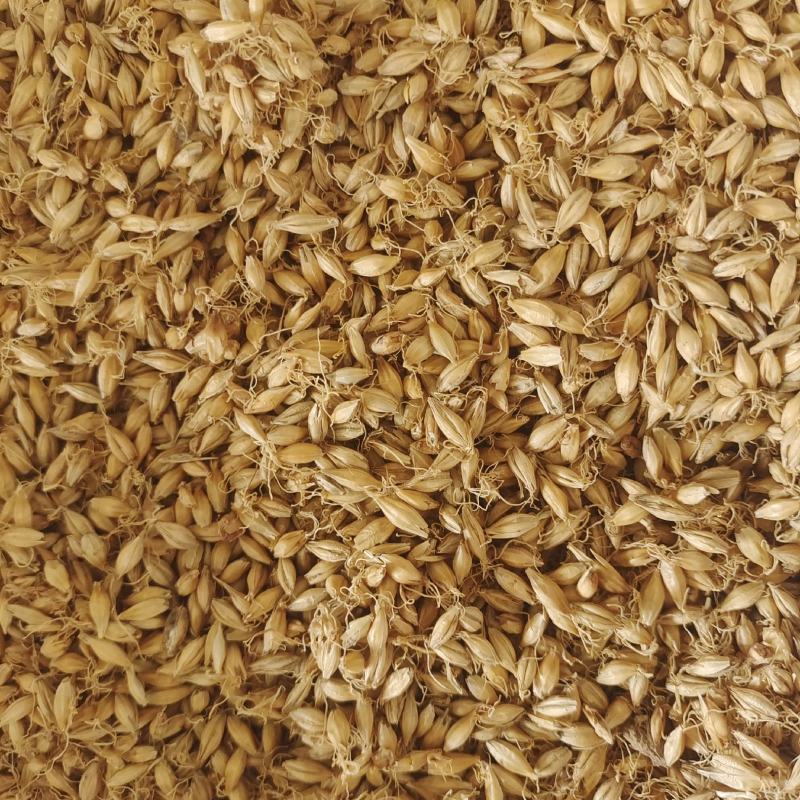 麦芽精品选装生麦芽带芽多产地山东省紫轩堂药业