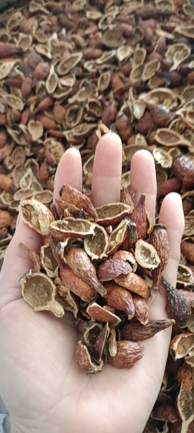 金樱子肉，产地江西，新货足干，无霉变，全国发货，欢迎选购