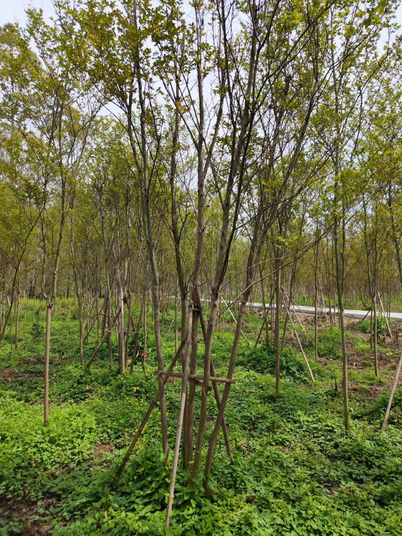 丛生红火箭紫薇5杆拼栽自然冠工程应用