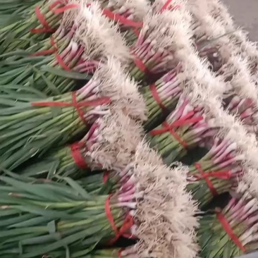 甘肃红根蒜苗上市需要的联系我